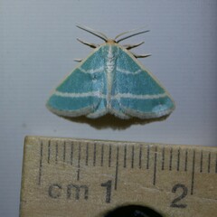 Mixocera latilineata