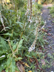 Bistorta amplexicaulis