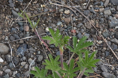 Potentilla recta