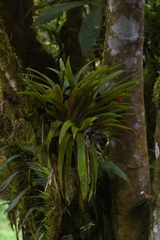 Guzmania jaramilloi