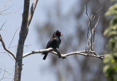 Eurystomus orientalis