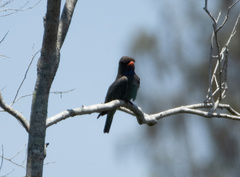 Eurystomus orientalis