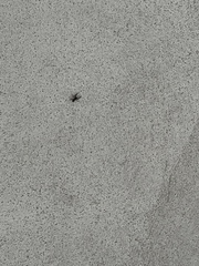 Castianeira descripta