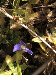 Gentianopsis simplex