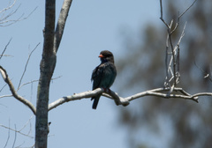 Eurystomus orientalis