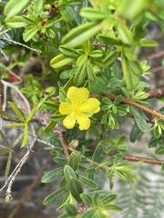 Hibbertia linearis