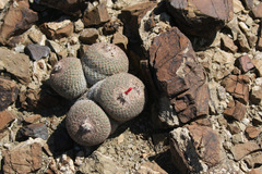 Epithelantha greggii