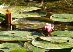 Nymphaea rubra