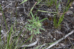 Phacelia linearis
