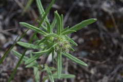 Phacelia linearis
