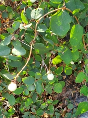 Symphoricarpos mollis