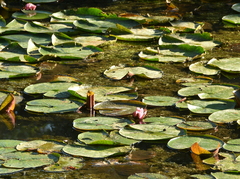Nymphaea rubra