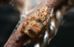 Phidippus princeps