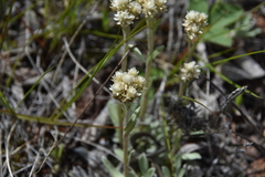 Antennaria parvifolia