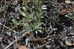 Antennaria parvifolia