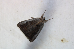 Catocala herodias gerhardi