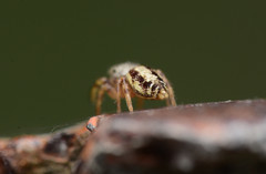 Pelegrina pervaga