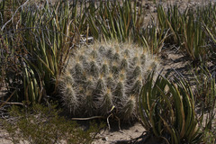 Echinocereus stramineus
