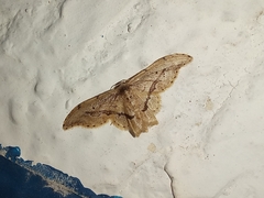 Idaea triangulata