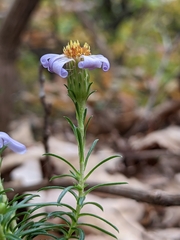 Ionactis linariifolia
