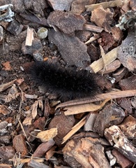 Hypercompe permaculata