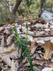 Ionactis linariifolia
