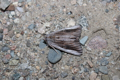 Catocala herodias gerhardi