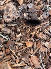 Hypercompe permaculata