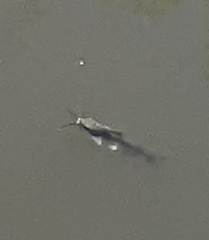 Siluriformes