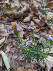 Ionactis linariifolia