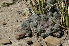 Coryphantha durangensis