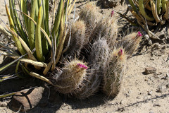 Thelocactus bicolor bicolor