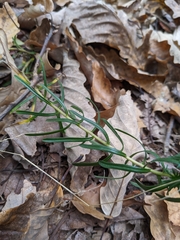 Ionactis linariifolia