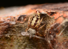 Pelegrina pervaga