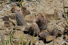 Thelocactus bicolor bicolor