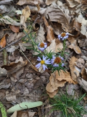 Ionactis linariifolia