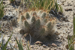 Echinocereus stramineus
