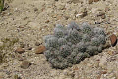 Coryphantha