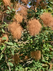 Cotinus coggygria