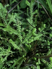 Selaginella ludoviciana