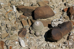 Epithelantha greggii