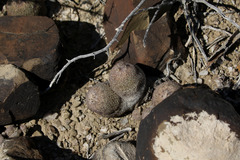 Epithelantha greggii