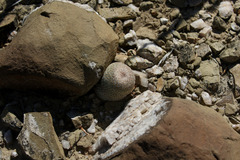 Epithelantha greggii