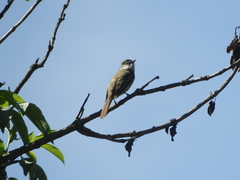 Mecocerculus leucophrys