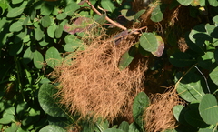 Cotinus coggygria