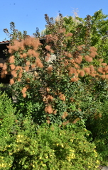 Cotinus coggygria
