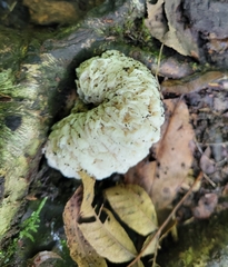Hypomyces tremellicola