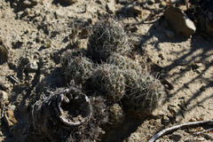 Coryphantha