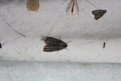 Acronicta lithospila