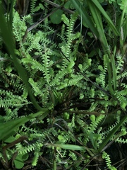 Selaginella ludoviciana